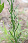 Asthmaweed